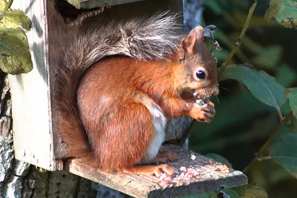 squirrel-at-linsmore